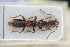  (Lathrobium bicolor - GBOLRL0776)  @11 [ ] CreativeCommons - Attribution Non-Commercial Share-Alike (2016) SNSB, Staatliche Naturwissenschaftliche Sammlungen Bayerns ZSM (SNSB, Zoologische Staatssammlung Muenchen)