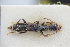  (Lathrobium picipes - GBOLRL0778)  @11 [ ] CreativeCommons - Attribution Non-Commercial Share-Alike (2016) SNSB, Staatliche Naturwissenschaftliche Sammlungen Bayerns ZSM (SNSB, Zoologische Staatssammlung Muenchen)