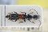  (Lathrobium angusticolle - GBOLRL0782)  @11 [ ] CreativeCommons - Attribution Non-Commercial Share-Alike (2016) SNSB, Staatliche Naturwissenschaftliche Sammlungen Bayerns ZSM (SNSB, Zoologische Staatssammlung Muenchen)