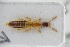  (Othius brevipennis - GBOLRL0795)  @11 [ ] CreativeCommons - Attribution Non-Commercial Share-Alike (2016) SNSB, Staatliche Naturwissenschaftliche Sammlungen Bayerns ZSM (SNSB, Zoologische Staatssammlung Muenchen)