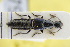  (Philonthus coerulescens - GBOLRL0798)  @11 [ ] CreativeCommons - Attribution Non-Commercial Share-Alike (2016) SNSB, Staatliche Naturwissenschaftliche Sammlungen Bayerns ZSM (SNSB, Zoologische Staatssammlung Muenchen)