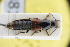  (Astrapaeus ulmi - GBOLRL0810)  @11 [ ] CreativeCommons - Attribution Non-Commercial Share-Alike (2016) SNSB, Staatliche Naturwissenschaftliche Sammlungen Bayerns ZSM (SNSB, Zoologische Staatssammlung Muenchen)