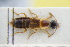  (Quedius cincticollis - GBOLRL0813)  @11 [ ] CreativeCommons - Attribution Non-Commercial Share-Alike (2016) SNSB, Staatliche Naturwissenschaftliche Sammlungen Bayerns ZSM (SNSB, Zoologische Staatssammlung Muenchen)