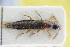  (Quedius scribae - GBOLRL0816)  @11 [ ] CreativeCommons - Attribution Non-Commercial Share-Alike (2016) SNSB, Staatliche Naturwissenschaftliche Sammlungen Bayerns ZSM (SNSB, Zoologische Staatssammlung Muenchen)