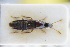  ( - GBOLRL0819)  @11 [ ] CreativeCommons - Attribution Non-Commercial Share-Alike (2016) SNSB, Staatliche Naturwissenschaftliche Sammlungen Bayerns ZSM (SNSB, Zoologische Staatssammlung Muenchen)
