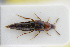  ( - GBOLRL0820)  @11 [ ] CreativeCommons - Attribution Non-Commercial Share-Alike (2016) SNSB, Staatliche Naturwissenschaftliche Sammlungen Bayerns ZSM (SNSB, Zoologische Staatssammlung Muenchen)