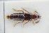  (Bryoporus rugipennis - GBOLRL0825)  @11 [ ] CreativeCommons - Attribution Non-Commercial Share-Alike (2016) SNSB, Staatliche Naturwissenschaftliche Sammlungen Bayerns ZSM (SNSB, Zoologische Staatssammlung Muenchen)