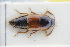  (Lamprinodes haematopterus - GBOLRL0826)  @11 [ ] CreativeCommons - Attribution Non-Commercial Share-Alike (2016) SNSB, Staatliche Naturwissenschaftliche Sammlungen Bayerns ZSM (SNSB, Zoologische Staatssammlung Muenchen)