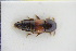  ( - GBOLRL0827)  @11 [ ] CreativeCommons - Attribution Non-Commercial Share-Alike (2016) SNSB, Staatliche Naturwissenschaftliche Sammlungen Bayerns ZSM (SNSB, Zoologische Staatssammlung Muenchen)