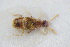  (Gyrophaena obsoleta - GBOLRL0834)  @11 [ ] CreativeCommons - Attribution Non-Commercial Share-Alike (2016) SNSB, Staatliche Naturwissenschaftliche Sammlungen Bayerns ZSM (SNSB, Zoologische Staatssammlung Muenchen)