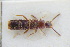  (Silusa rubra - GBOLRL0837)  @11 [ ] CreativeCommons - Attribution Non-Commercial Share-Alike (2016) SNSB, Staatliche Naturwissenschaftliche Sammlungen Bayerns ZSM (SNSB, Zoologische Staatssammlung Muenchen)