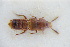  (Euryusa coarctata - GBOLRL0840)  @11 [ ] CreativeCommons - Attribution Non-Commercial Share-Alike (2016) SNSB, Staatliche Naturwissenschaftliche Sammlungen Bayerns ZSM (SNSB, Zoologische Staatssammlung Muenchen)