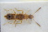  (Ischnopoda exarata - GBOLRL0848)  @11 [ ] CreativeCommons - Attribution Non-Commercial Share-Alike (2016) SNSB, Staatliche Naturwissenschaftliche Sammlungen Bayerns ZSM (SNSB, Zoologische Staatssammlung Muenchen)