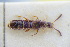  ( - GBOLRL0855)  @11 [ ] CreativeCommons - Attribution Non-Commercial Share-Alike (2016) SNSB, Staatliche Naturwissenschaftliche Sammlungen Bayerns ZSM (SNSB, Zoologische Staatssammlung Muenchen)