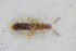  ( - GBOLRL0858)  @11 [ ] CreativeCommons - Attribution Non-Commercial Share-Alike (2016) SNSB, Staatliche Naturwissenschaftliche Sammlungen Bayerns ZSM (SNSB, Zoologische Staatssammlung Muenchen)