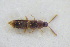  (Oxypoda nigrocincta - GBOLRL0861)  @11 [ ] CreativeCommons - Attribution Non-Commercial Share-Alike (2016) SNSB, Staatliche Naturwissenschaftliche Sammlungen Bayerns ZSM (SNSB, Zoologische Staatssammlung Muenchen)