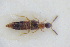  (Oxypoda formosa - GBOLRL0862)  @11 [ ] CreativeCommons - Attribution Non-Commercial Share-Alike (2016) SNSB, Staatliche Naturwissenschaftliche Sammlungen Bayerns ZSM (SNSB, Zoologische Staatssammlung Muenchen)