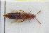  (Oxypoda rufa - GBOLRL0863)  @11 [ ] CreativeCommons - Attribution Non-Commercial Share-Alike (2016) SNSB, Staatliche Naturwissenschaftliche Sammlungen Bayerns ZSM (SNSB, Zoologische Staatssammlung Muenchen)