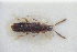  ( - GBOLRL0864)  @11 [ ] CreativeCommons - Attribution Non-Commercial Share-Alike (2016) SNSB, Staatliche Naturwissenschaftliche Sammlungen Bayerns ZSM (SNSB, Zoologische Staatssammlung Muenchen)