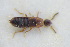  ( - GBOLRL0865)  @11 [ ] CreativeCommons - Attribution Non-Commercial Share-Alike (2016) SNSB, Staatliche Naturwissenschaftliche Sammlungen Bayerns ZSM (SNSB, Zoologische Staatssammlung Muenchen)