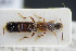  (Aleochara melichari - GBOLRL0873)  @11 [ ] CreativeCommons - Attribution Non-Commercial Share-Alike (2016) SNSB, Staatliche Naturwissenschaftliche Sammlungen Bayerns ZSM (SNSB, Zoologische Staatssammlung Muenchen)