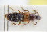  (Aleochara erythroptera - GBOLRL0877)  @11 [ ] CreativeCommons - Attribution Non-Commercial Share-Alike (2016) SNSB, Staatliche Naturwissenschaftliche Sammlungen Bayerns ZSM (SNSB, Zoologische Staatssammlung Muenchen)