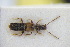 ( - GBOLRL0879)  @11 [ ] CreativeCommons - Attribution Non-Commercial Share-Alike (2016) SNSB, Staatliche Naturwissenschaftliche Sammlungen Bayerns ZSM (SNSB, Zoologische Staatssammlung Muenchen)