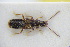  (Hydrosmecta gracilicornis - GBOLRL0880)  @11 [ ] CreativeCommons - Attribution Non-Commercial Share-Alike (2016) SNSB, Staatliche Naturwissenschaftliche Sammlungen Bayerns ZSM (SNSB, Zoologische Staatssammlung Muenchen)