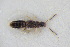  (Hydrosmecta fragilis - GBOLRL0883)  @11 [ ] CreativeCommons - Attribution Non-Commercial Share-Alike (2016) SNSB, Staatliche Naturwissenschaftliche Sammlungen Bayerns ZSM (SNSB, Zoologische Staatssammlung Muenchen)