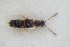  ( - GBOLRL0884)  @11 [ ] CreativeCommons - Attribution Non-Commercial Share-Alike (2016) SNSB, Staatliche Naturwissenschaftliche Sammlungen Bayerns ZSM (SNSB, Zoologische Staatssammlung Muenchen)