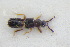  (Taxicera - GBOLRL0892)  @11 [ ] CreativeCommons - Attribution Non-Commercial Share-Alike (2016) SNSB, Staatliche Naturwissenschaftliche Sammlungen Bayerns ZSM (SNSB, Zoologische Staatssammlung Muenchen)