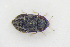  ( - GBOLRL0907)  @11 [ ] CreativeCommons - Attribution Non-Commercial Share-Alike (2016) SNSB, Staatliche Naturwissenschaftliche Sammlungen Bayerns ZSM (SNSB, Zoologische Staatssammlung Muenchen)
