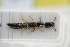  (Zeteotomus - GBOLRL0926)  @11 [ ] CreativeCommons - Attribution Non-Commercial Share-Alike (2016) SNSB, Staatliche Naturwissenschaftliche Sammlungen Bayerns ZSM (SNSB, Zoologische Staatssammlung Muenchen)