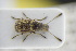  (Phaeochrotes cinctus - GBOLRL0941)  @11 [ ] CreativeCommons - Attribution Non-Commercial Share-Alike (2016) SNSB, Staatliche Naturwissenschaftliche Sammlungen Bayerns ZSM (SNSB, Zoologische Staatssammlung Muenchen)