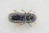  (Thamnurgus kaltenbachii - GBOLRL0950)  @12 [ ] CreativeCommons - Attribution Non-Commercial Share-Alike (2016) SNSB, Staatliche Naturwissenschaftliche Sammlungen Bayerns ZSM (SNSB, Zoologische Staatssammlung Muenchen)