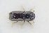  (Pityogenes conjunctus - GBOLRL0952)  @11 [ ] CreativeCommons - Attribution Non-Commercial Share-Alike (2016) SNSB, Staatliche Naturwissenschaftliche Sammlungen Bayerns ZSM (SNSB, Zoologische Staatssammlung Muenchen)