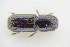  ( - GBOLRL0956)  @11 [ ] CreativeCommons - Attribution Non-Commercial Share-Alike (2016) SNSB, Staatliche Naturwissenschaftliche Sammlungen Bayerns ZSM (SNSB, Zoologische Staatssammlung Muenchen)