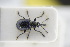  ( - GBOLRL0961)  @11 [ ] CreativeCommons - Attribution Non-Commercial Share-Alike (2016) SNSB, Staatliche Naturwissenschaftliche Sammlungen Bayerns ZSM (SNSB, Zoologische Staatssammlung Muenchen)