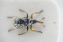  (Exapion corniculatum - GBOLRL0965)  @13 [ ] CreativeCommons - Attribution Non-Commercial Share-Alike (2016) SNSB, Staatliche Naturwissenschaftliche Sammlungen Bayerns ZSM (SNSB, Zoologische Staatssammlung Muenchen)