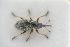  (Exapion elongatulum - GBOLRL0966)  @11 [ ] CreativeCommons - Attribution Non-Commercial Share-Alike (2016) SNSB, Staatliche Naturwissenschaftliche Sammlungen Bayerns ZSM (SNSB, Zoologische Staatssammlung Muenchen)