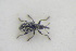  ( - GBOLRL0969)  @11 [ ] CreativeCommons - Attribution Non-Commercial Share-Alike (2016) SNSB, Staatliche Naturwissenschaftliche Sammlungen Bayerns ZSM (SNSB, Zoologische Staatssammlung Muenchen)