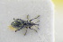  (Squamapion serpyllicola - GBOLRL0970)  @11 [ ] CreativeCommons - Attribution Non-Commercial Share-Alike (2016) SNSB, Staatliche Naturwissenschaftliche Sammlungen Bayerns ZSM (SNSB, Zoologische Staatssammlung Muenchen)