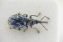  ( - GBOLRL0975)  @11 [ ] CreativeCommons - Attribution Non-Commercial Share-Alike (2016) SNSB, Staatliche Naturwissenschaftliche Sammlungen Bayerns ZSM (SNSB, Zoologische Staatssammlung Muenchen)