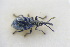  (Ceratapion carduorum - GBOLRL0976)  @11 [ ] CreativeCommons - Attribution Non-Commercial Share-Alike (2016) SNSB, Staatliche Naturwissenschaftliche Sammlungen Bayerns ZSM (SNSB, Zoologische Staatssammlung Muenchen)