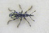  (Ceratapion austriacum - GBOLRL0978)  @11 [ ] CreativeCommons - Attribution Non-Commercial Share-Alike (2016) SNSB, Staatliche Naturwissenschaftliche Sammlungen Bayerns ZSM (SNSB, Zoologische Staatssammlung Muenchen)