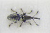  ( - GBOLRL0979)  @11 [ ] CreativeCommons - Attribution Non-Commercial Share-Alike (2016) SNSB, Staatliche Naturwissenschaftliche Sammlungen Bayerns ZSM (SNSB, Zoologische Staatssammlung Muenchen)