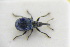  (Holotrichapion pullum - GBOLRL0982)  @11 [ ] CreativeCommons - Attribution Non-Commercial Share-Alike (2016) SNSB, Staatliche Naturwissenschaftliche Sammlungen Bayerns ZSM (SNSB, Zoologische Staatssammlung Muenchen)