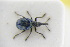  ( - GBOLRL0983)  @11 [ ] CreativeCommons - Attribution Non-Commercial Share-Alike (2016) SNSB, Staatliche Naturwissenschaftliche Sammlungen Bayerns ZSM (SNSB, Zoologische Staatssammlung Muenchen)