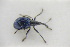  (Holotrichapion gracilicolle - GBOLRL0984)  @11 [ ] CreativeCommons - Attribution Non-Commercial Share-Alike (2016) SNSB, Staatliche Naturwissenschaftliche Sammlungen Bayerns ZSM (SNSB, Zoologische Staatssammlung Muenchen)