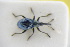  (Mesotrichapion punctirostre - GBOLRL0985)  @11 [ ] CreativeCommons - Attribution Non-Commercial Share-Alike (2016) SNSB, Staatliche Naturwissenschaftliche Sammlungen Bayerns ZSM (SNSB, Zoologische Staatssammlung Muenchen)